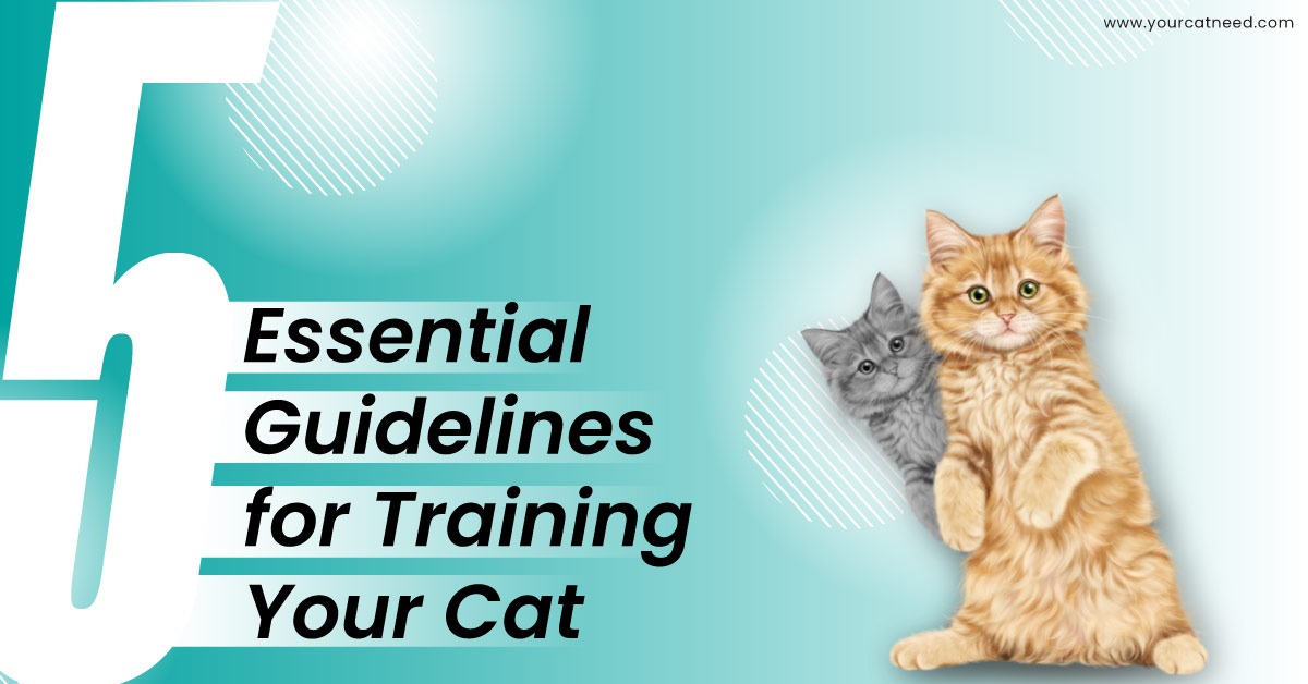 5 Essential Guidelines for Training Your Cat