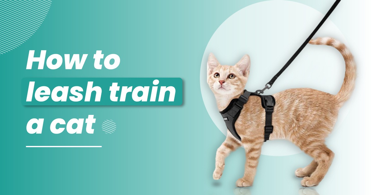 How to leash train a cat