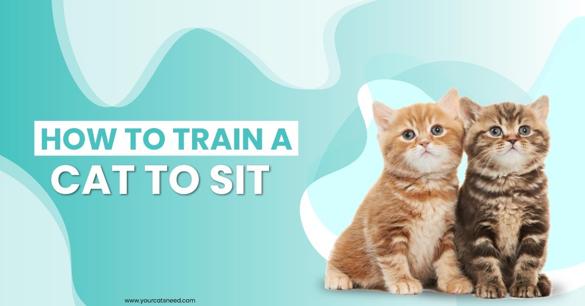 How to train a cat to sit