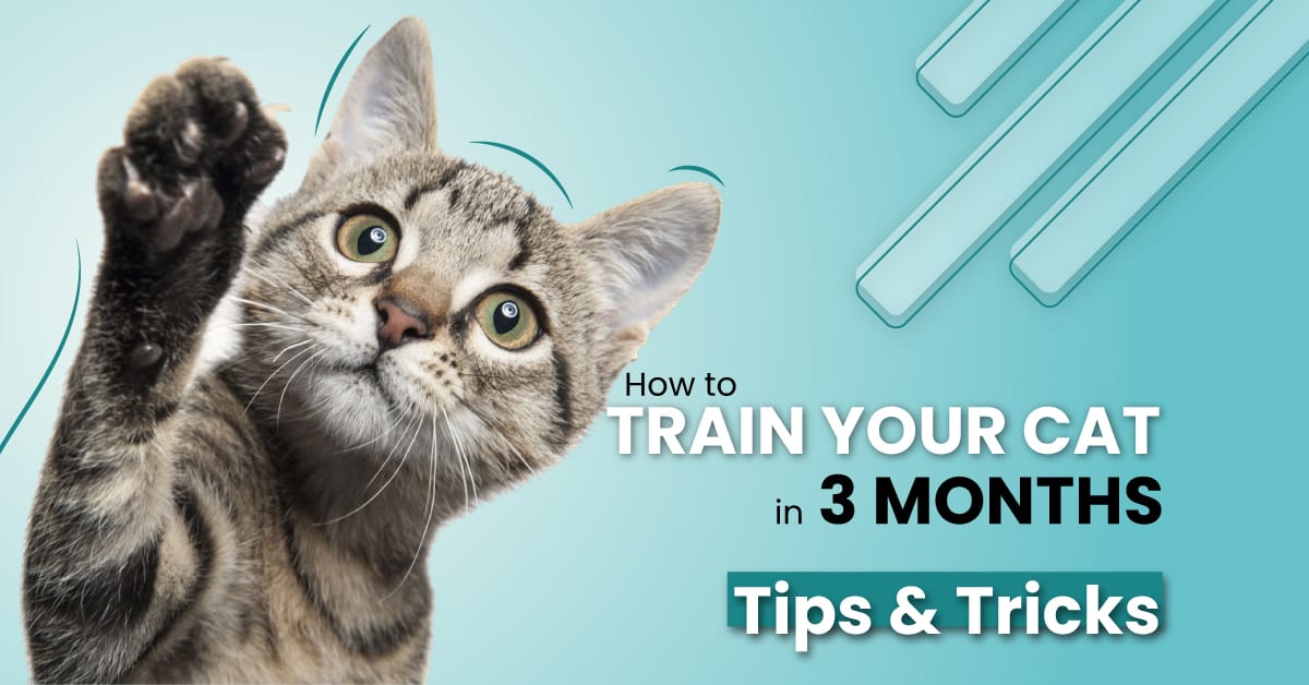 How to train your cat in 3 months