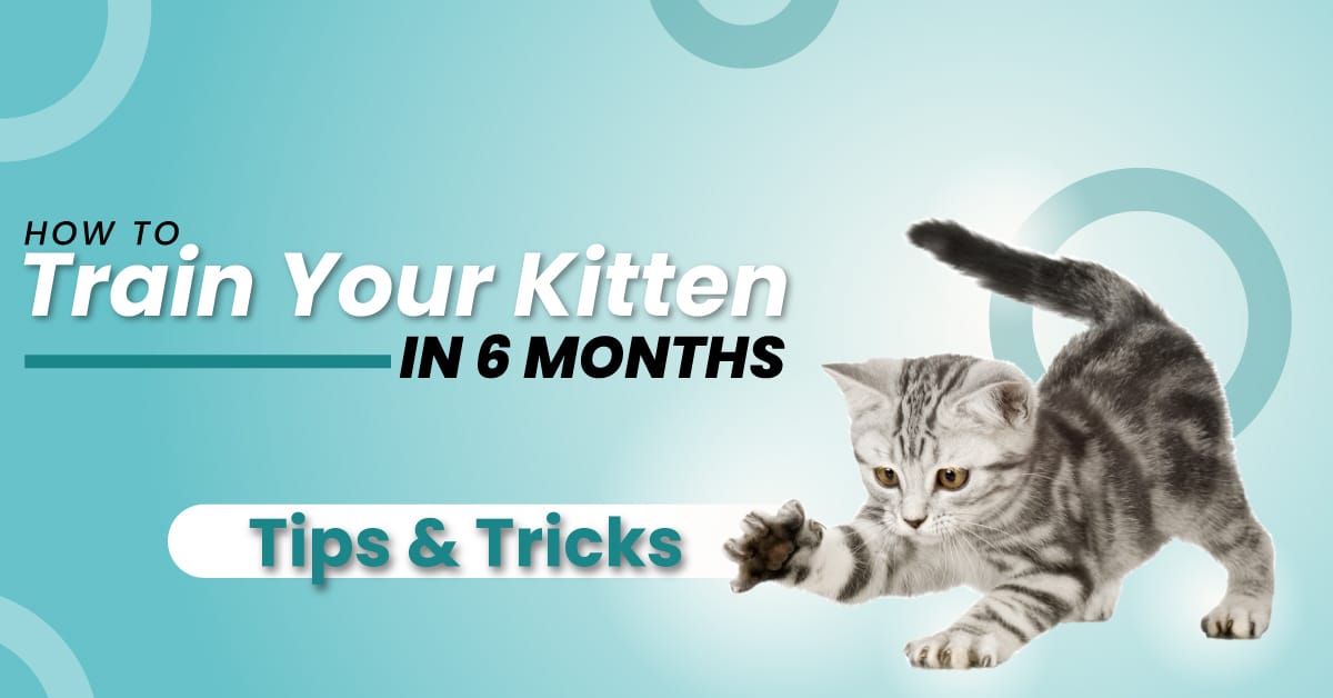 How to Train Your Kitten in 6 Months