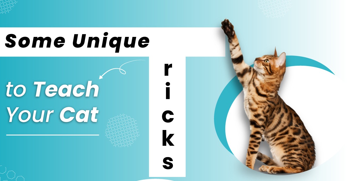 Some Unique Tricks to Teach Your Cat