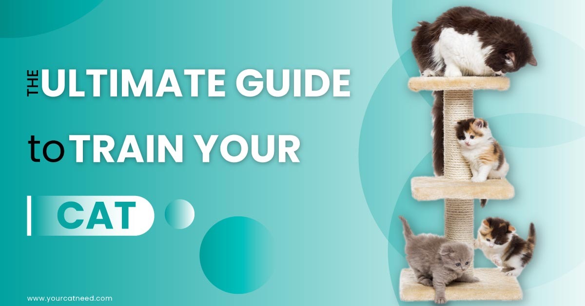 The Ultimate Guide to Train Your Cat