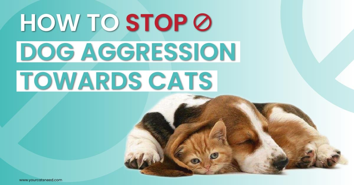 how to stop dog aggression towards cats