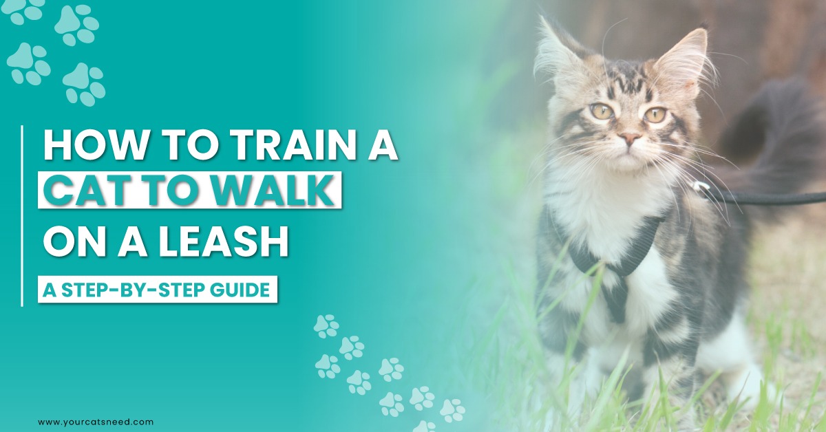 How to Train a Cat to Walk on a Leash - A Step-by-Step Guide