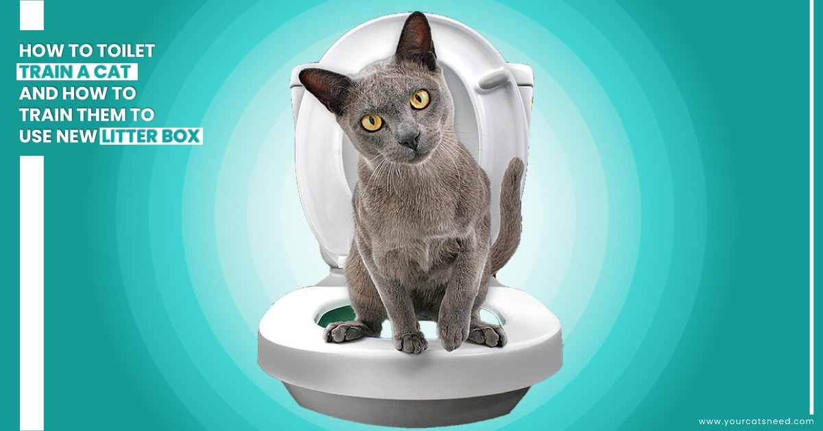 Uncover effective strategies on 'How to train a cat to use the new litter box.' Make the transition seamless for your feline friend with our expert guide