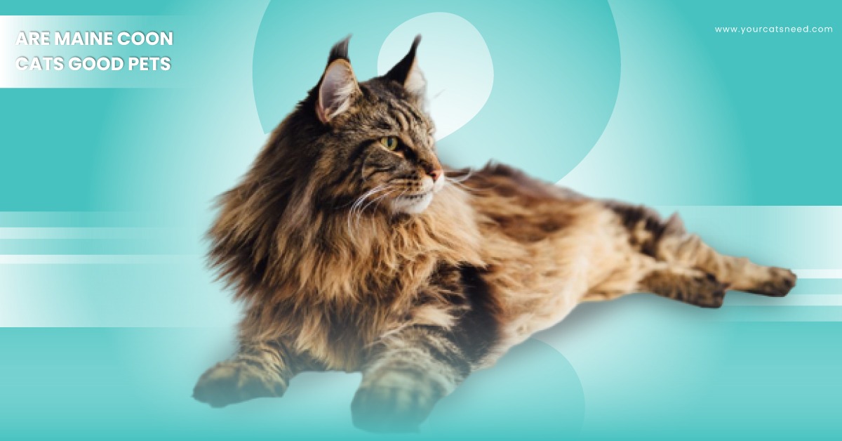 are maine coon cats good pets