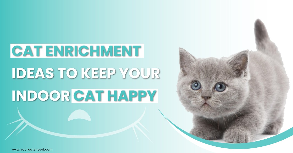 cat enrichment ideas to keep your indoor cat happy