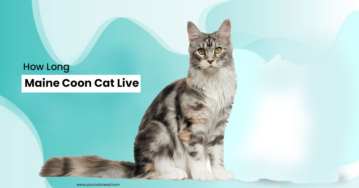 how long maine coon cats live