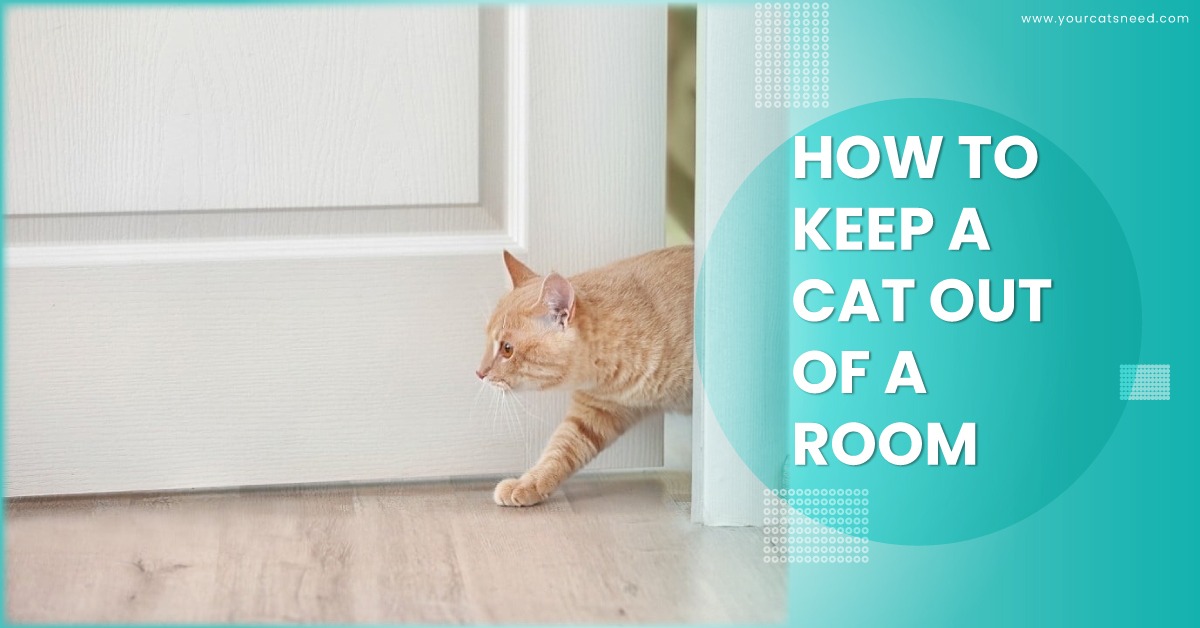 How to Keep a Cat Out of a Room