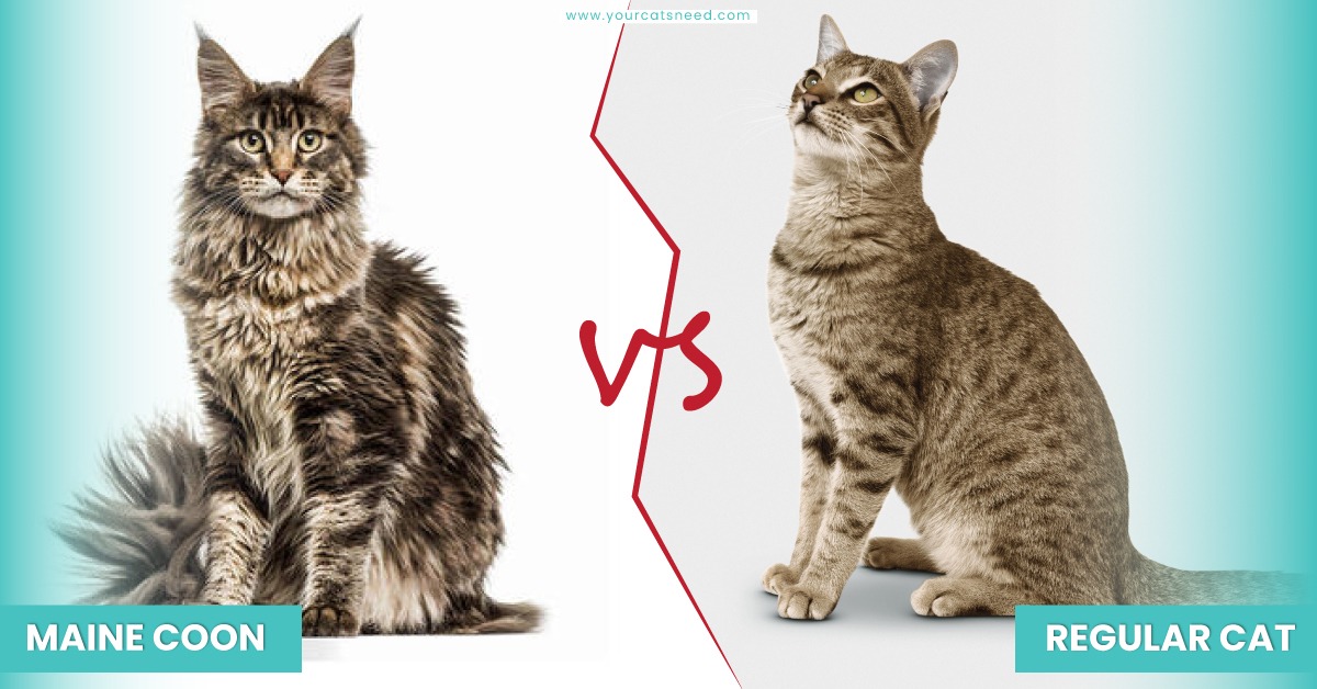 maine coon vs regular cat