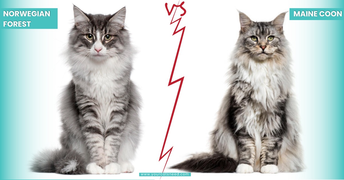 norwegian forest cat vs maine coon size