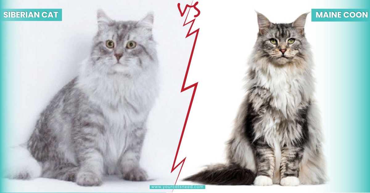 siberian cat vs maine coon