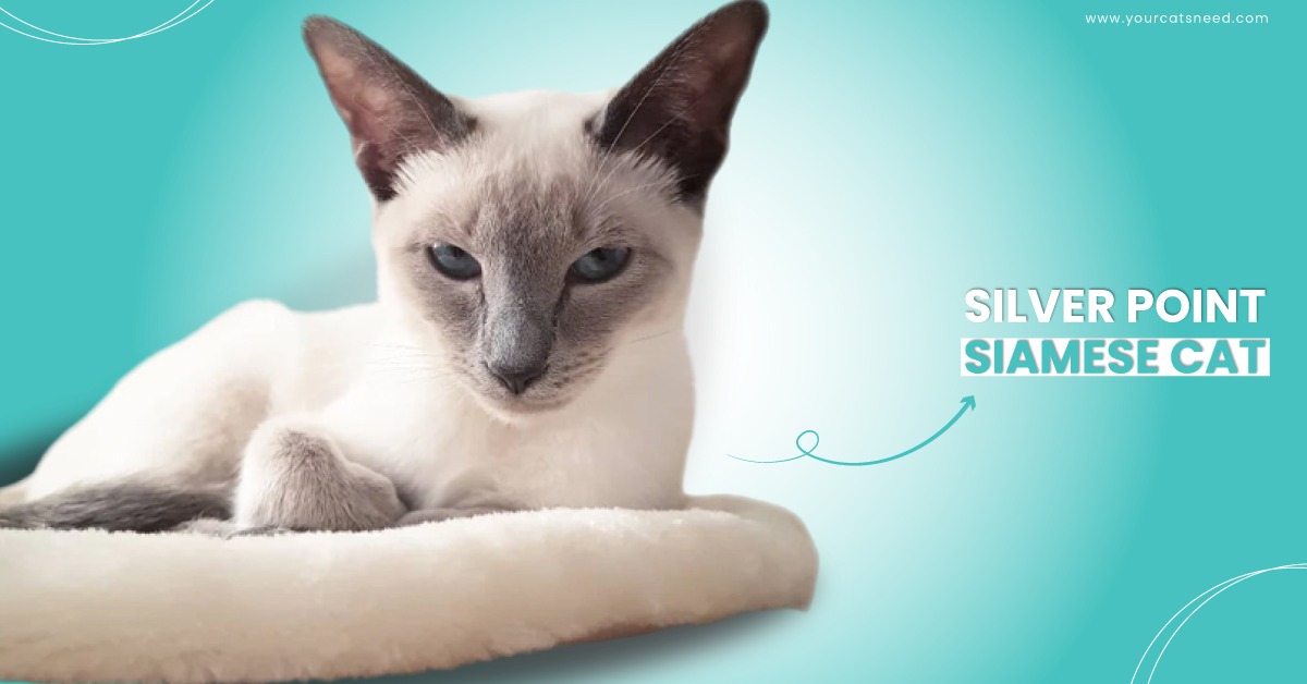 silver point siamese cat