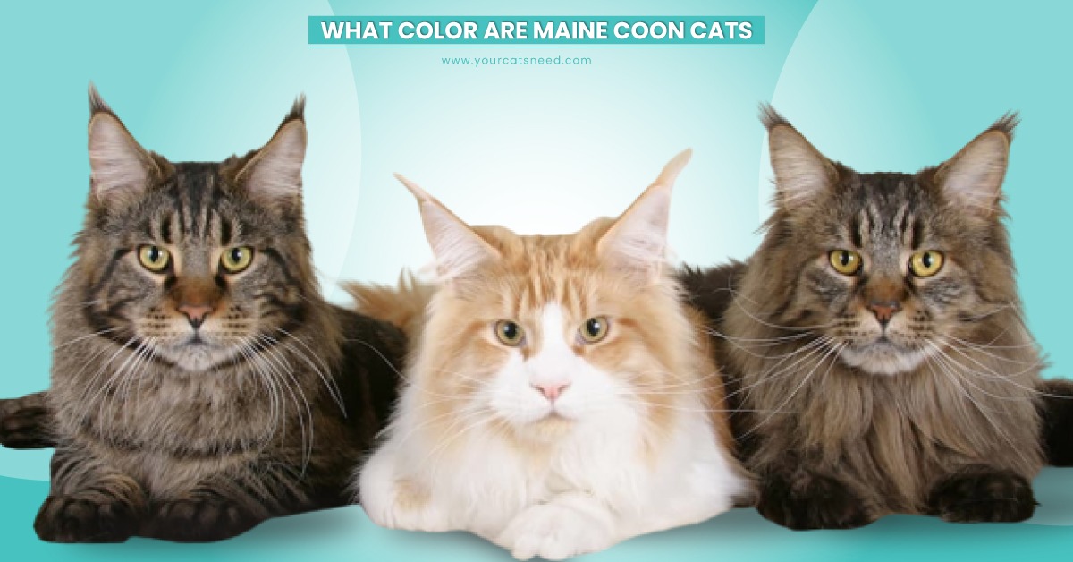 what color are maine coon cats