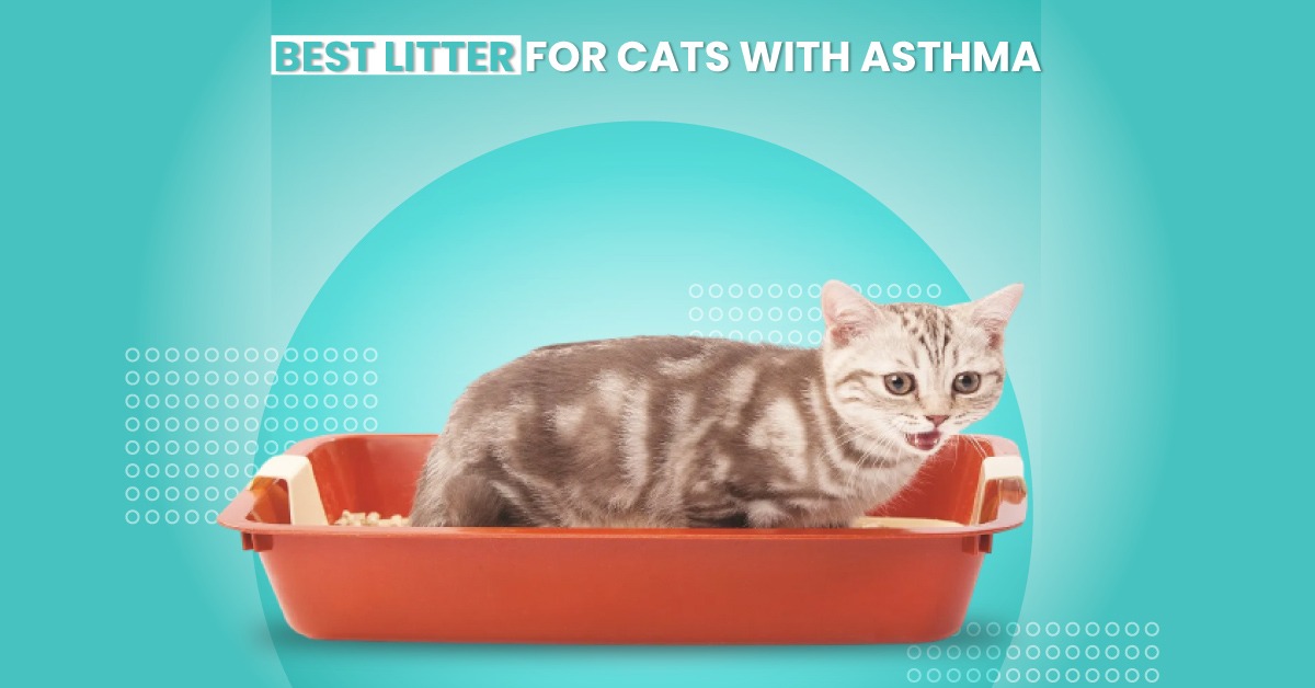 Best Litter for Cats with Asthma
