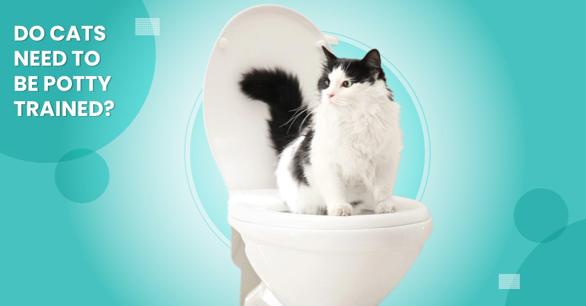 Do Cats Need To Be Potty Trained