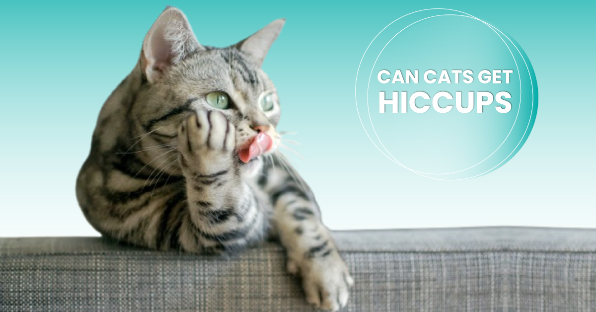can cats get hiccups